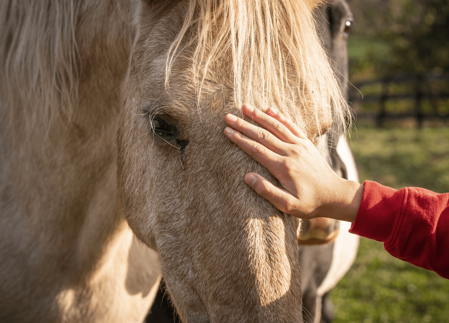 horse getting pet