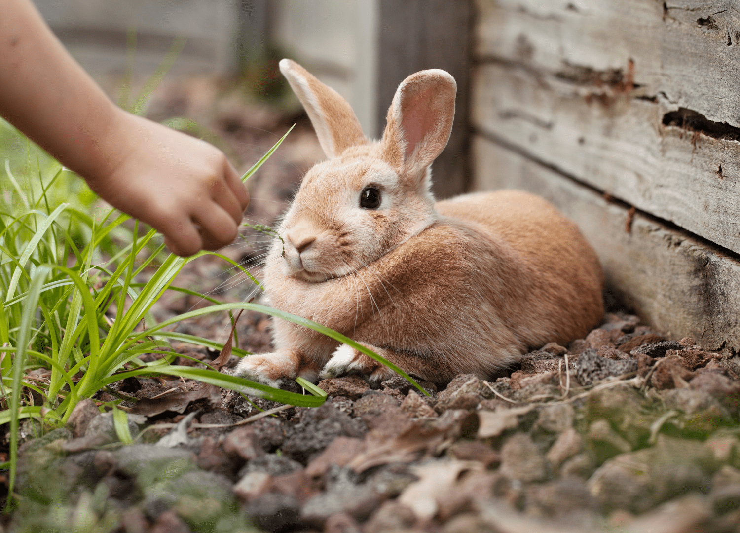 rabbit being offered food